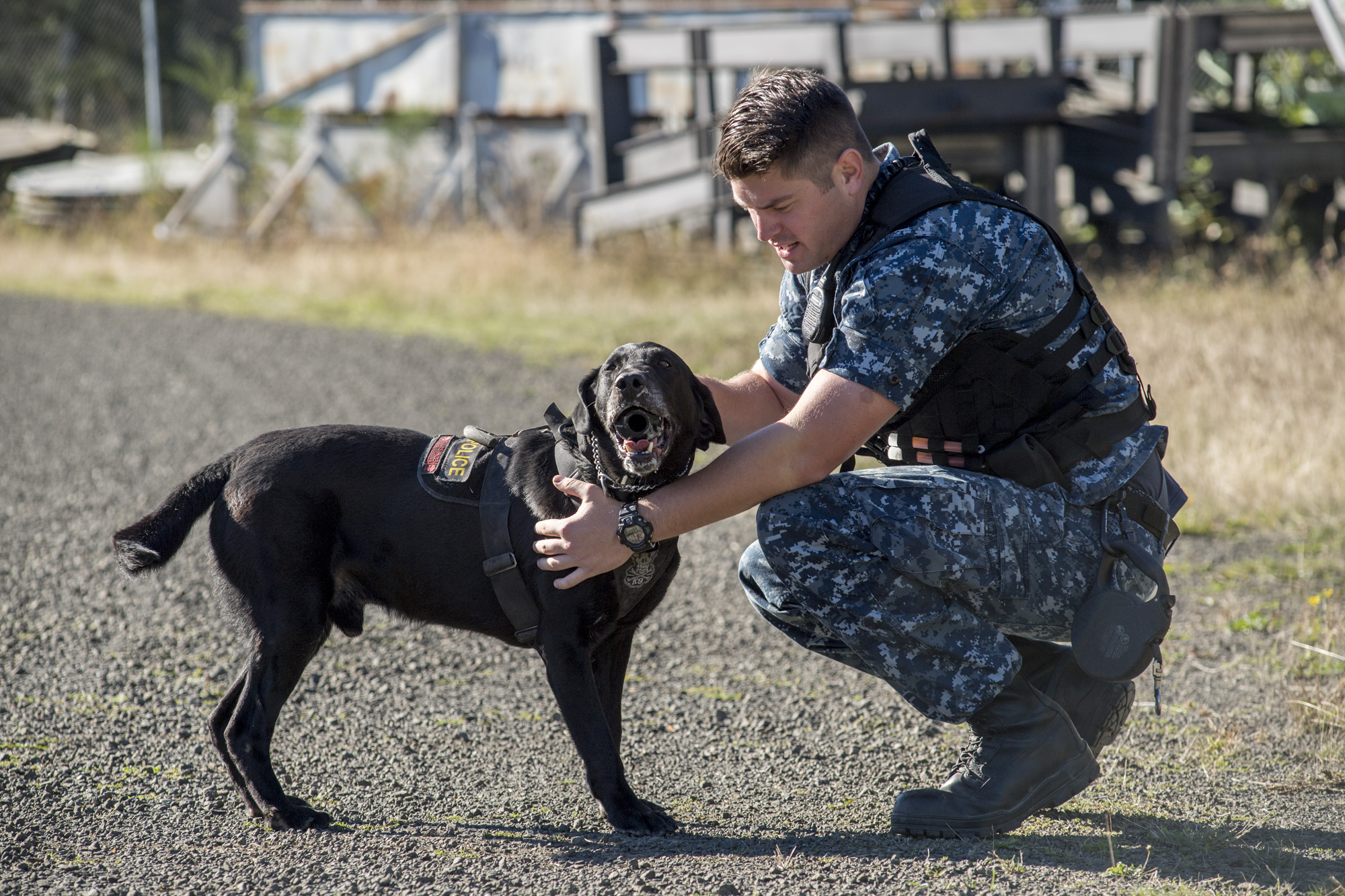 do dog handlers get paid