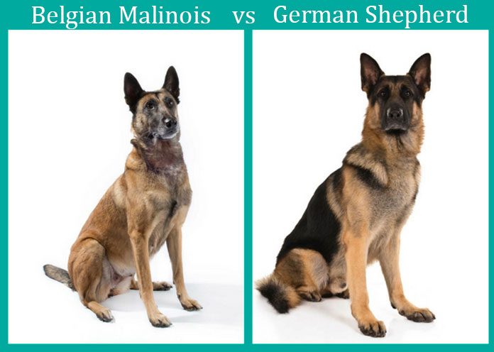 German-Shepherd-vs-Belgian-Malinois k9